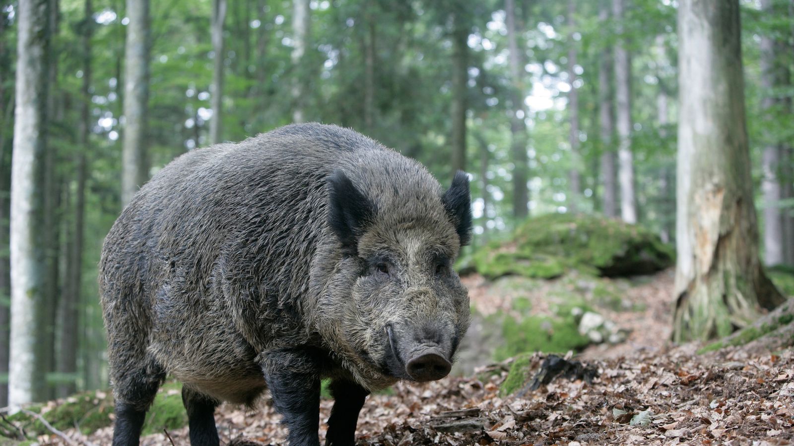 Out Of Control Wild Boar To Be Culled In The UK As Numbers Soar UK Out Of Control Wild Boar To Be Culled In The UK As Numbers Soar UK