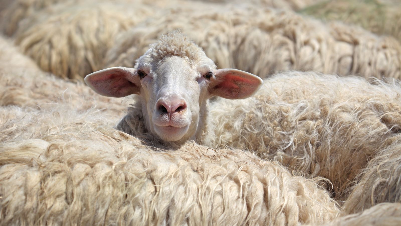 Bahd idea? PETA asks Dorset village Wool to change name to 'Vegan Wool