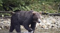 The pair are believed to have been killed by a grizzly bear. File pic