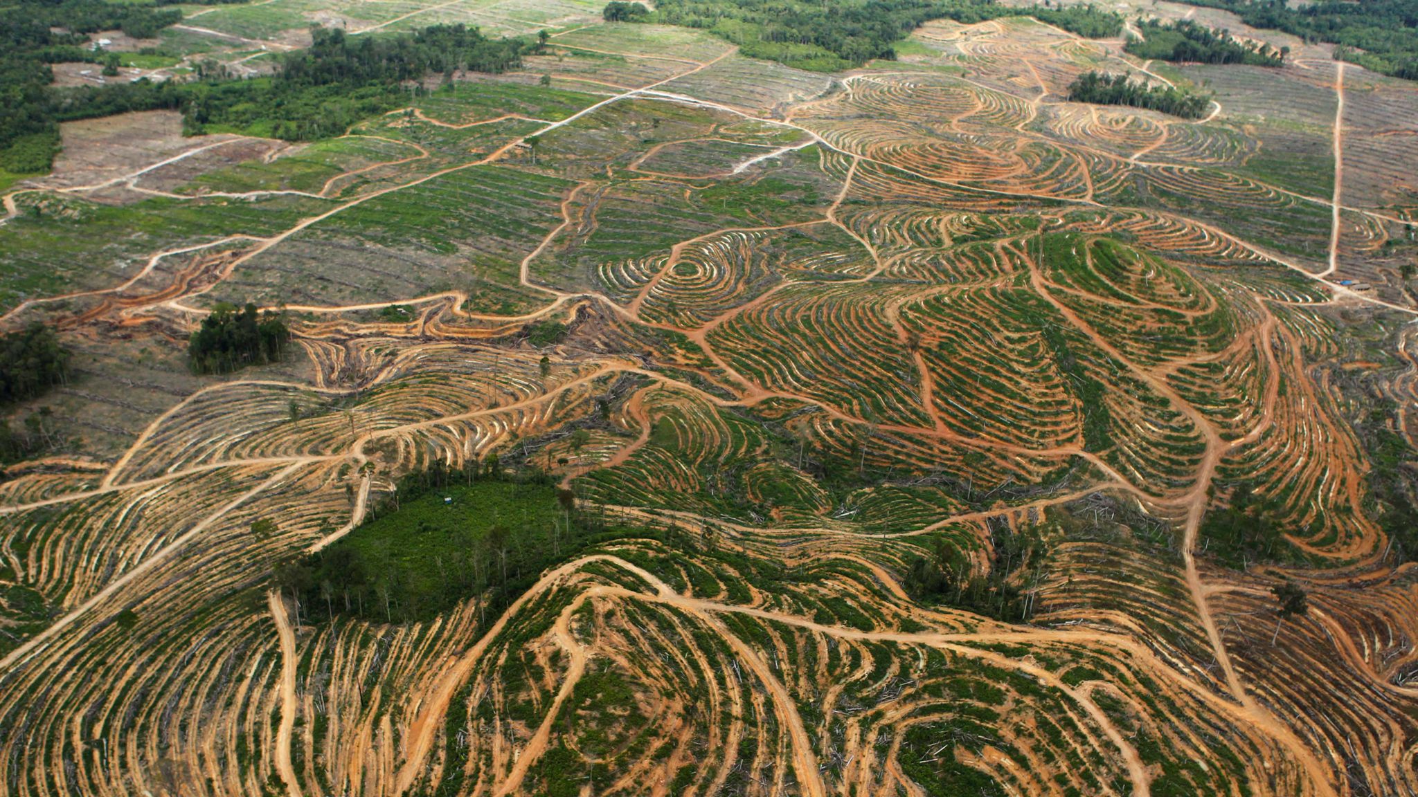 What is palm oil and why is it damaging? | World News | Sky News