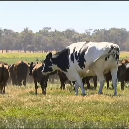 Knickers the cow