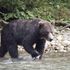 Grizzly bear shot dead after dragging woman from her tent and killing her
