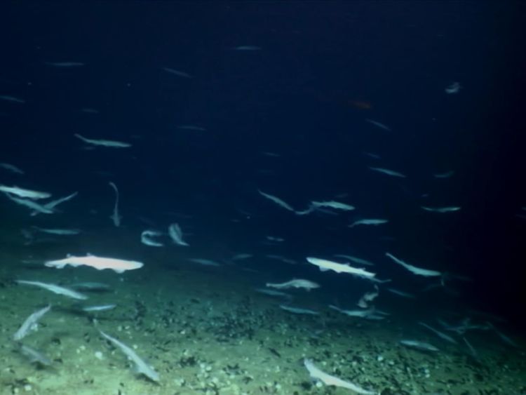 The sharks and eggs were discovered at depths of 750m