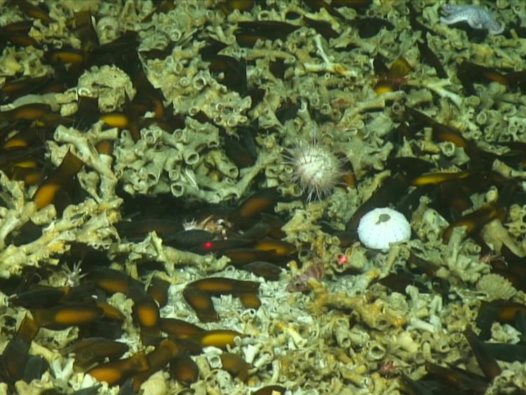 Species observed included starfish and sponges