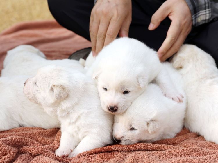 North Korean 'peace gift' dog has six puppies