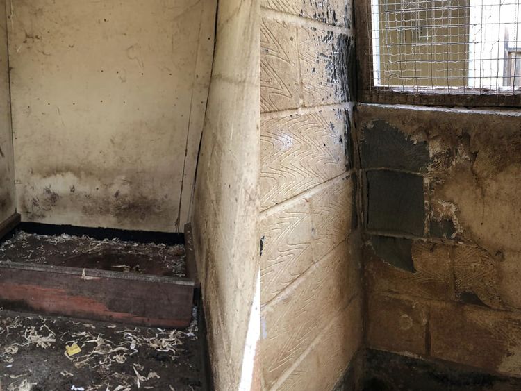 Stains and worn away walls in the kennels. Pic: Celia Cross Greyhound Trust
