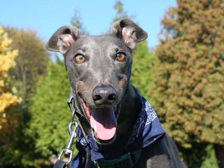 Hillside dog Cooper was taken into the care of the Trust in 2016. Pic: Celia Cross Greyhound Trust