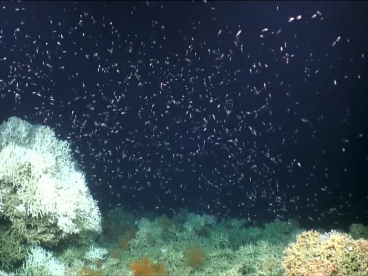 The coral reef is home to a diverse range of species