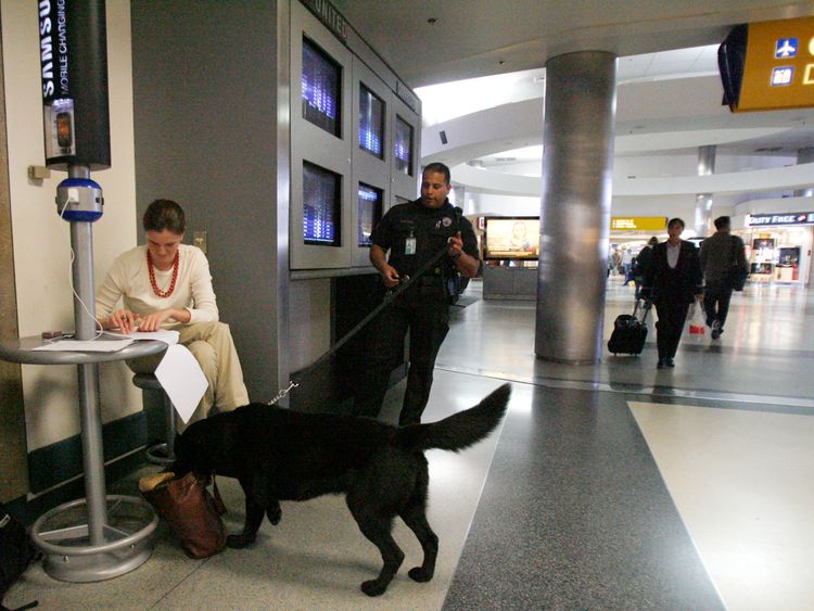 The dogs have been trained to sniff out all drugs