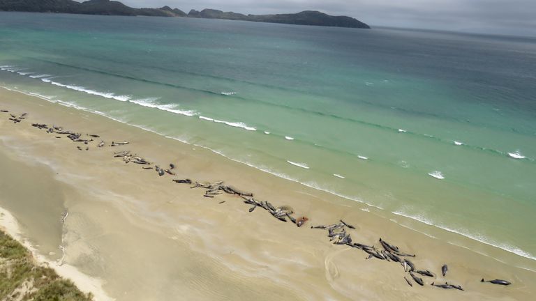  145 pilot whales that died in a mass stranding on a beach on Stewart Island, located south of New Zealand&#39;s South Island, November 25, 2018. 