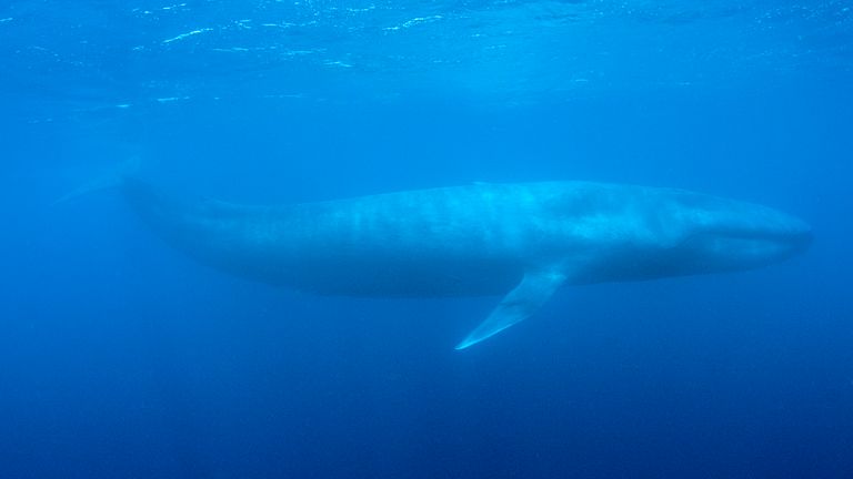A blue whale swims in the deep blue sea off the coast of Mirissa, in southern Sri Lanka