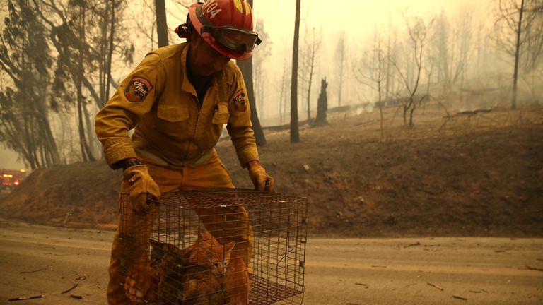A firefighter carries a cage full of cats that were found in the road after the Camp Fire ripped through the town of Paradise