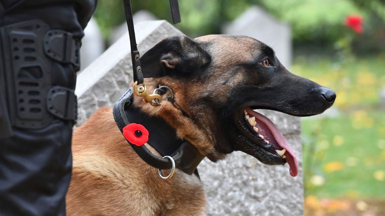 A dog wears a poppy on his collar at the St. Symphorien cemetery