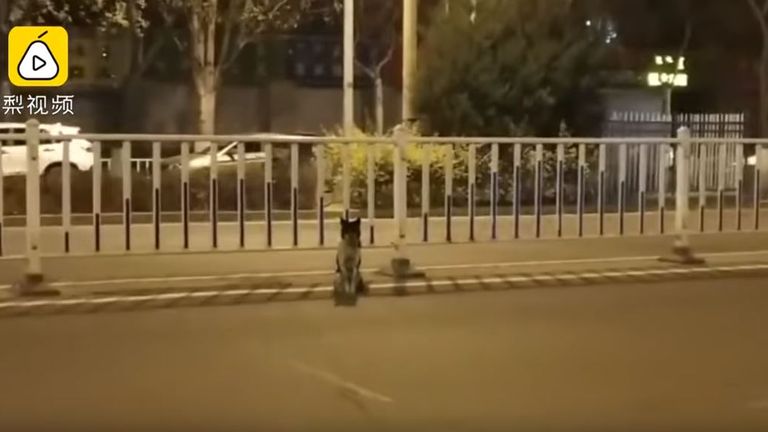 A dog in China is waiting at the spot his owner reportedly died in an accident. Pic: Pear Video