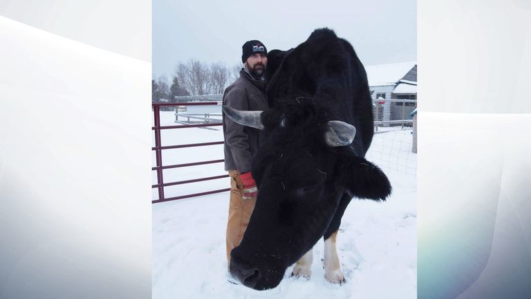 Dozer, with human for scale. Pic: Kismet Creek Farm