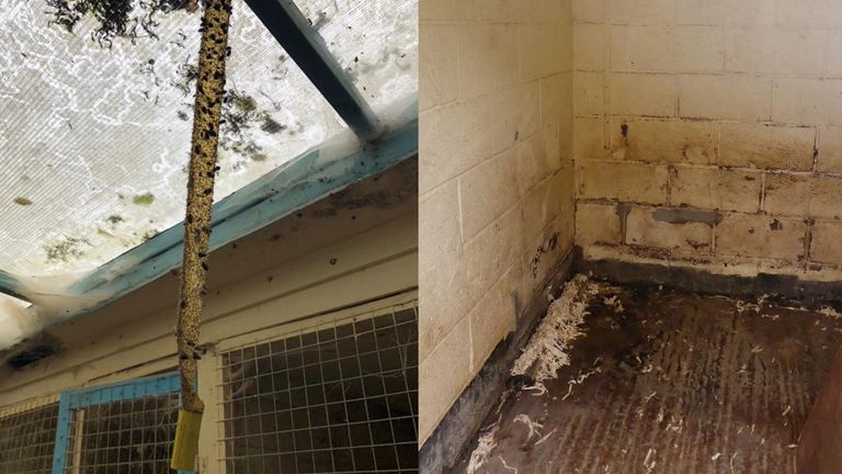 Fly traps covered in flies and dirty kennel walls were photographed by the Trust. Pic: Celia Cross Greyhound Trust
