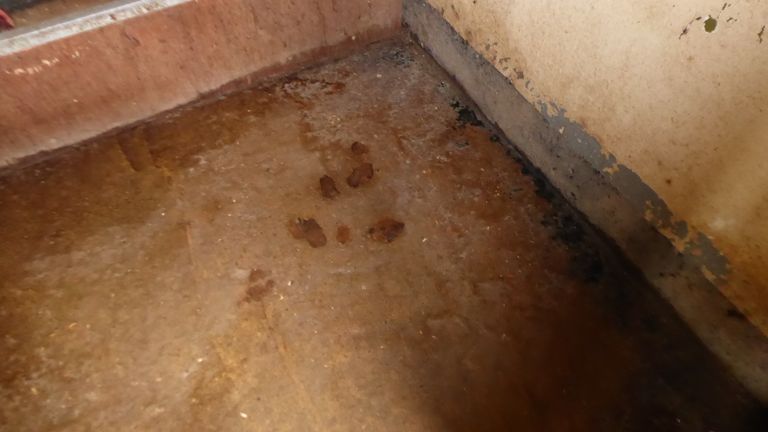 Fresh faeces were found in the kennels by the Trust. Pic: Celia Cross Greyhound Trust