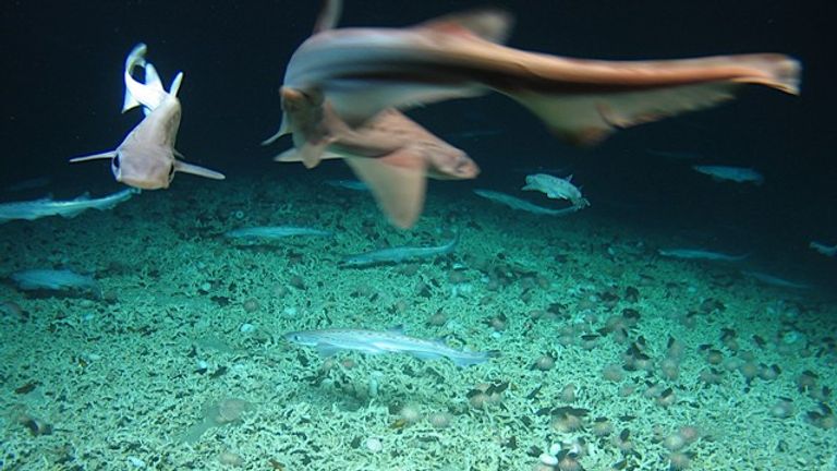 Scientists found a rare nursery of sharks and eggs