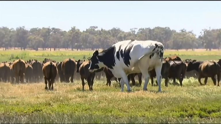 Knickers the cow