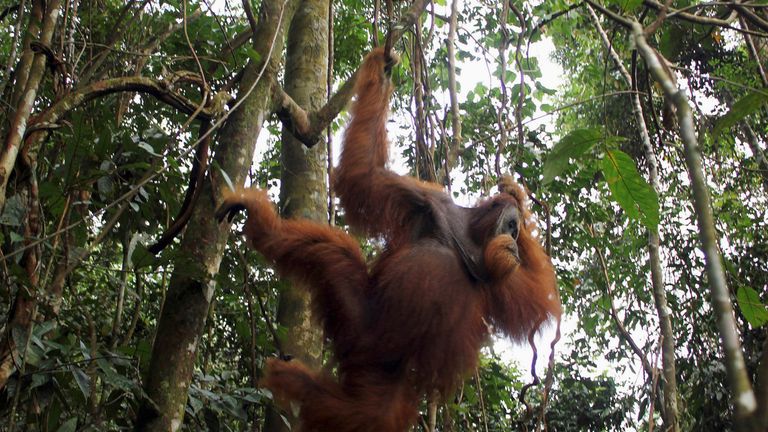 orangutan in indonesia