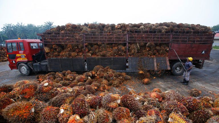 A worker unloads palm oil fruits from a lorry inside a palm oil factory in Salak Tinggi, outside Kuala Lumpur August 4, 2014. REUTERS/Samsul Said/File Photo