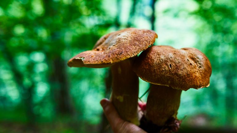 Pine mushrooms are a delicacy in Korea 