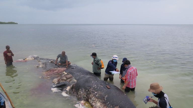 A stranded whale with plastic in his belly is seen in Wakatobi, Southeast Sulawesi, Indonesia, November 19, 2018 in this picture obtained from social media. KARTIKA SUMOLANG/via REUTERS