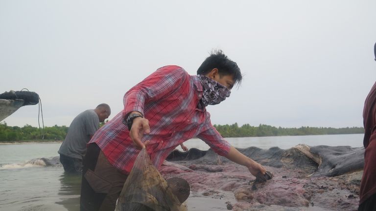 A stranded whale with plastic in his belly is seen in Wakatobi, Southeast Sulawesi, Indonesia, November 19, 2018 in this picture obtained from social media. KARTIKA SUMOLANG/via REUTERS