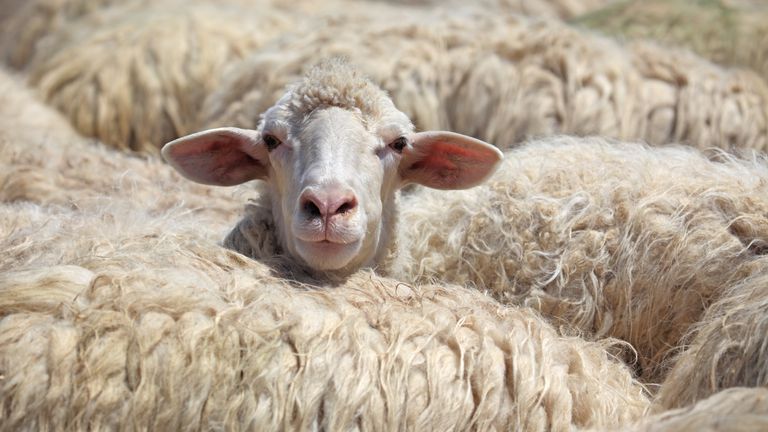 PETA asks a 1,000-year-old village to change its name from Wool to 'Vegan Wool'
