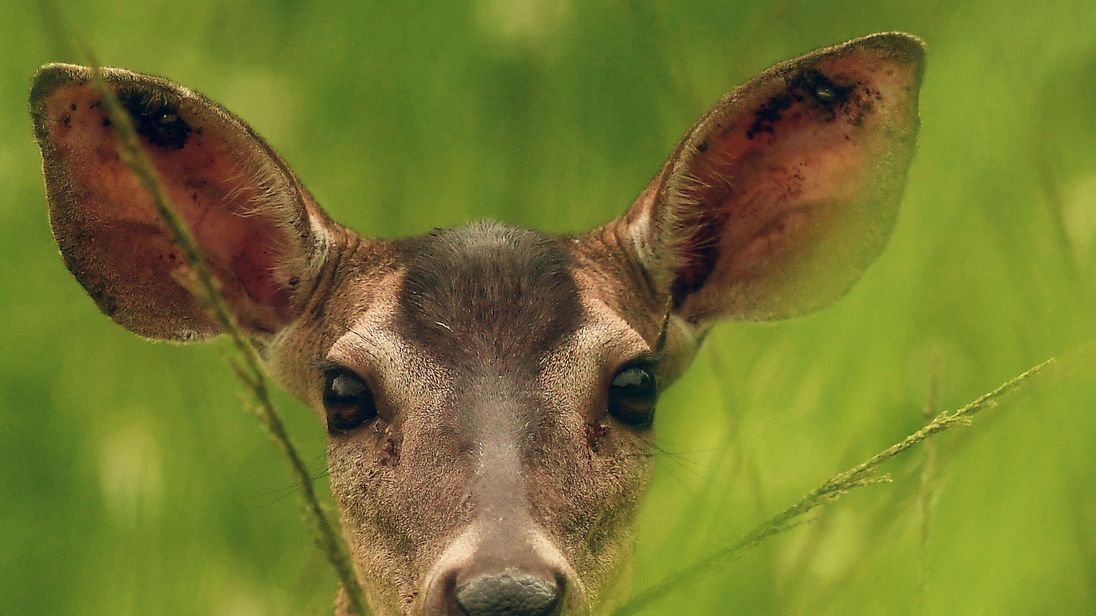 Poacher ordered to repeatedly watch movie 'Bambi' Poacher ordered to repeatedly watch movie 'Bambi'