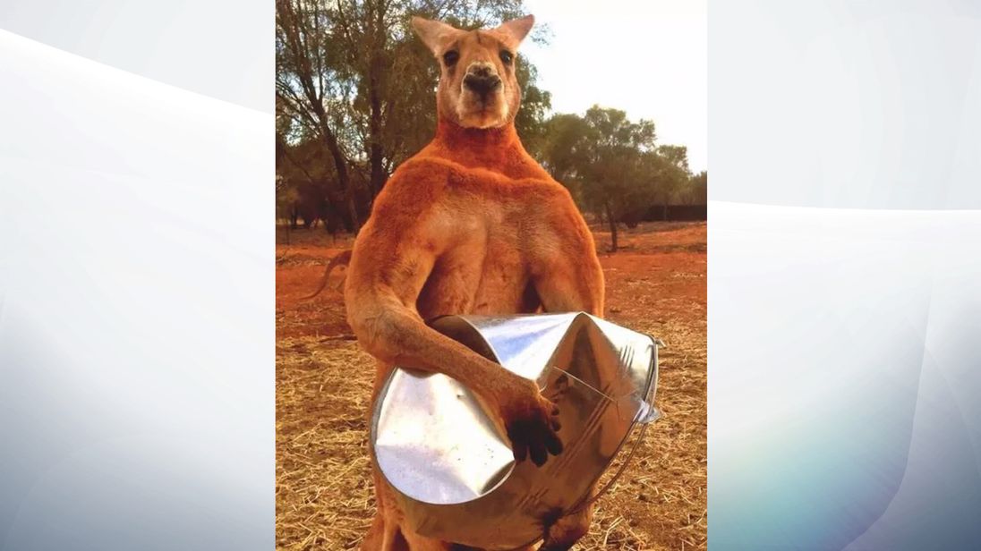 Roger the muscle-bound kangaroo dies in Australia aged 12