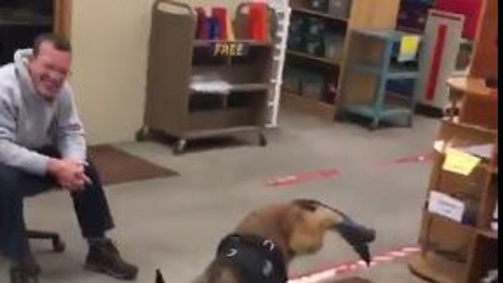 Ruff day? Police dog hates his new shoes US News Sky News