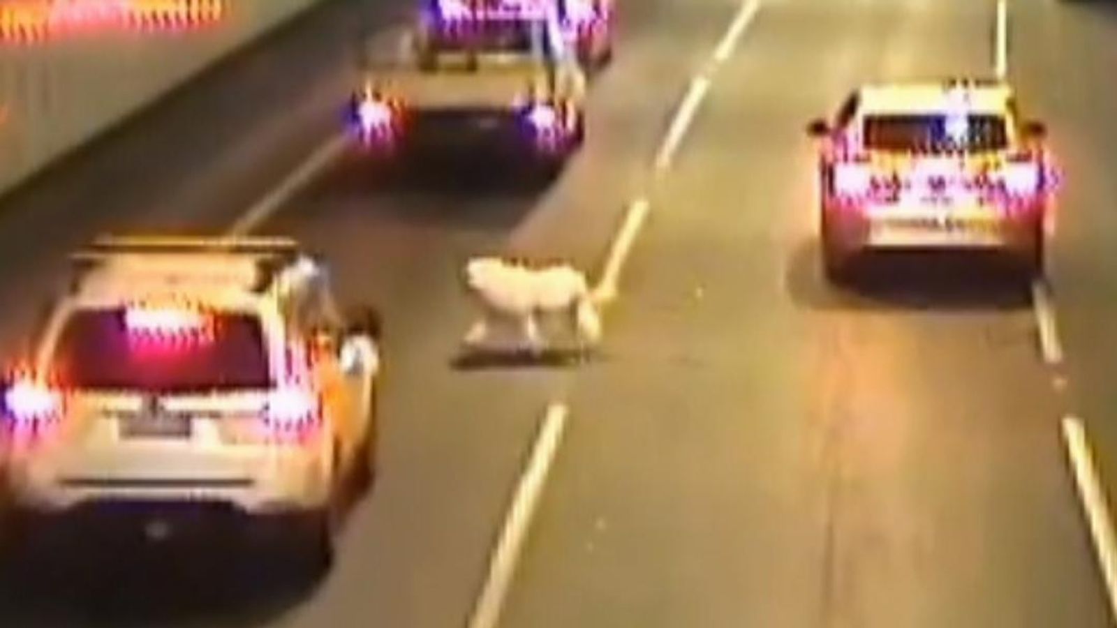 Lucky escape as dog jumps out of moving car World News Sky News