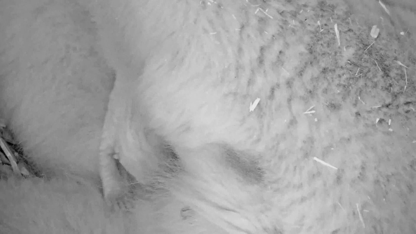 Polar bear who lost two babies gives birth to very cute son at Berlin