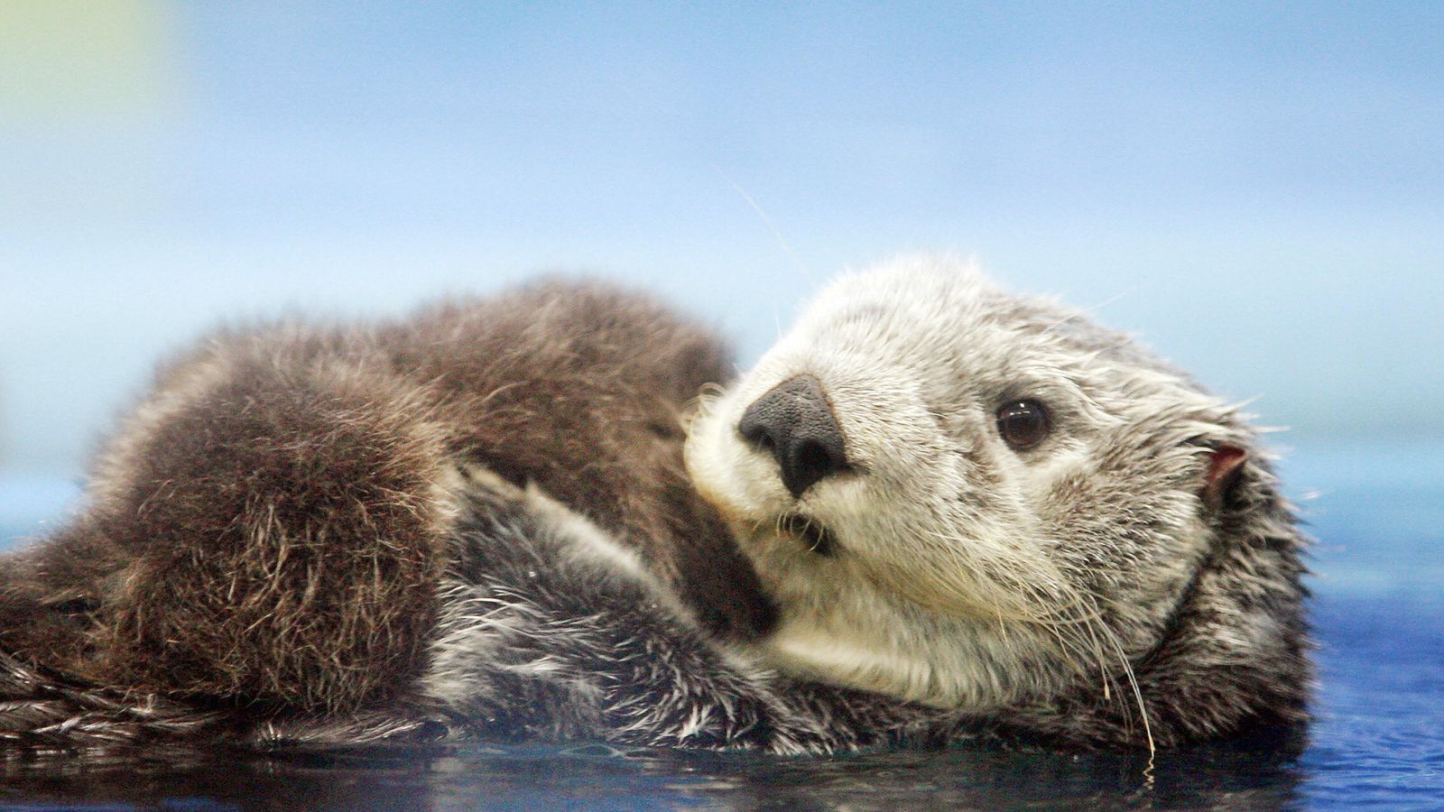 Aquarium apologises after 'thicc' sea otter tweet | Ents & Arts News ...