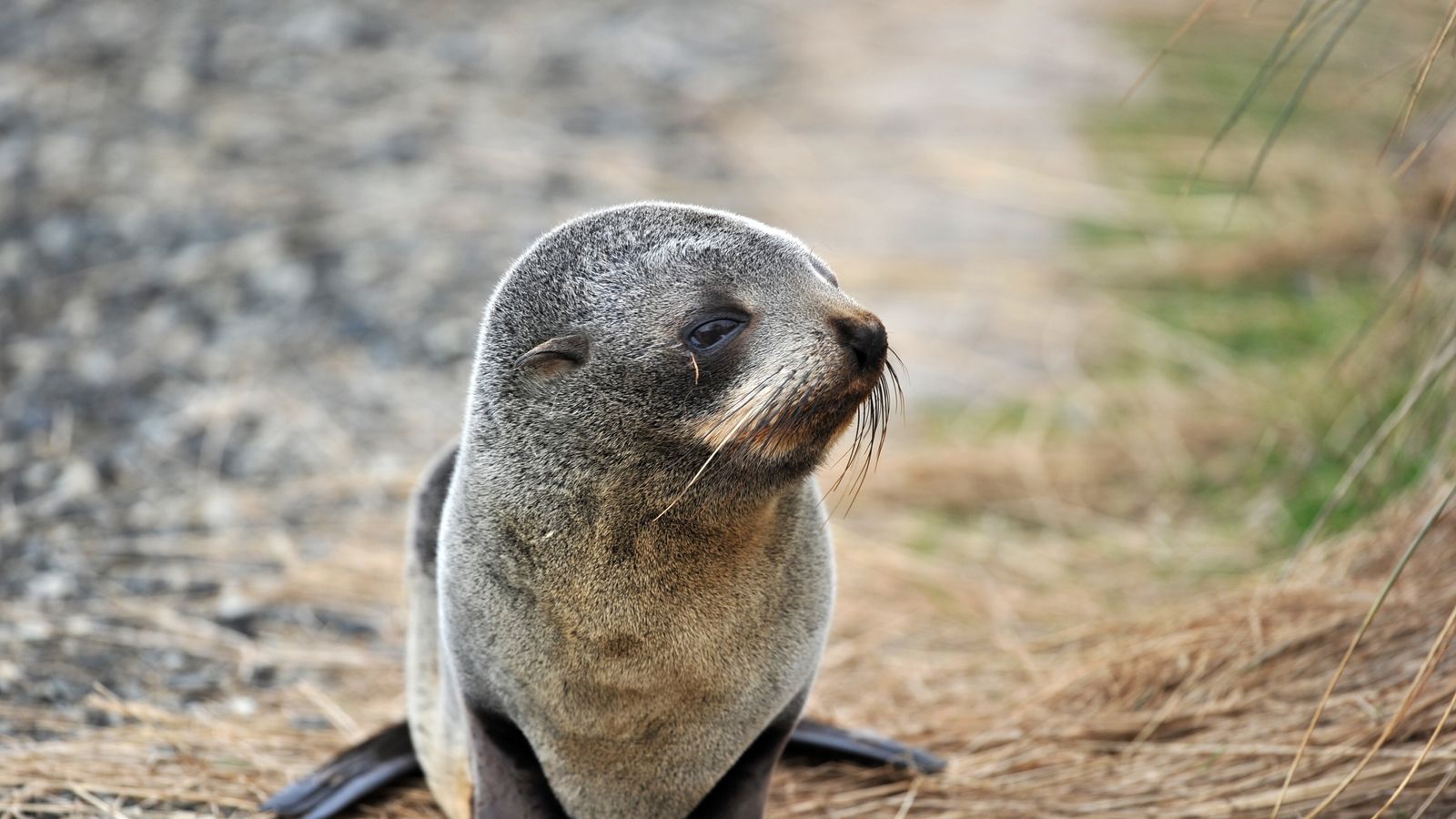 Six baby seals found headless after 'disturbing and brutal' crime in