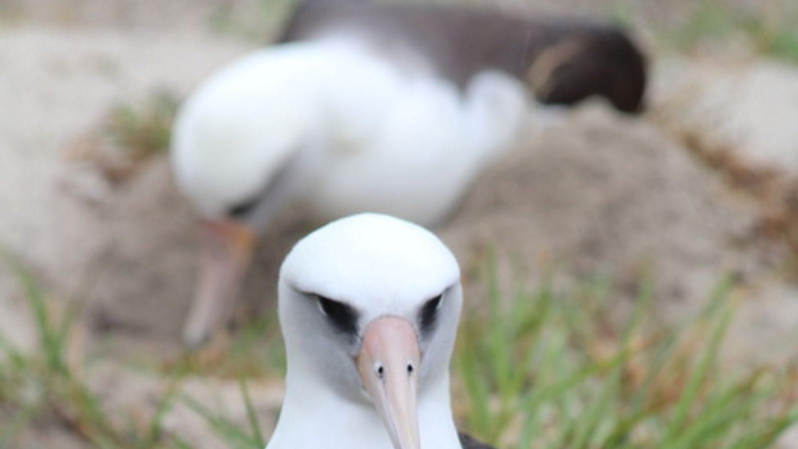 Wisdom The Albatross: World's Oldest Known Bird Lays Another Egg ...