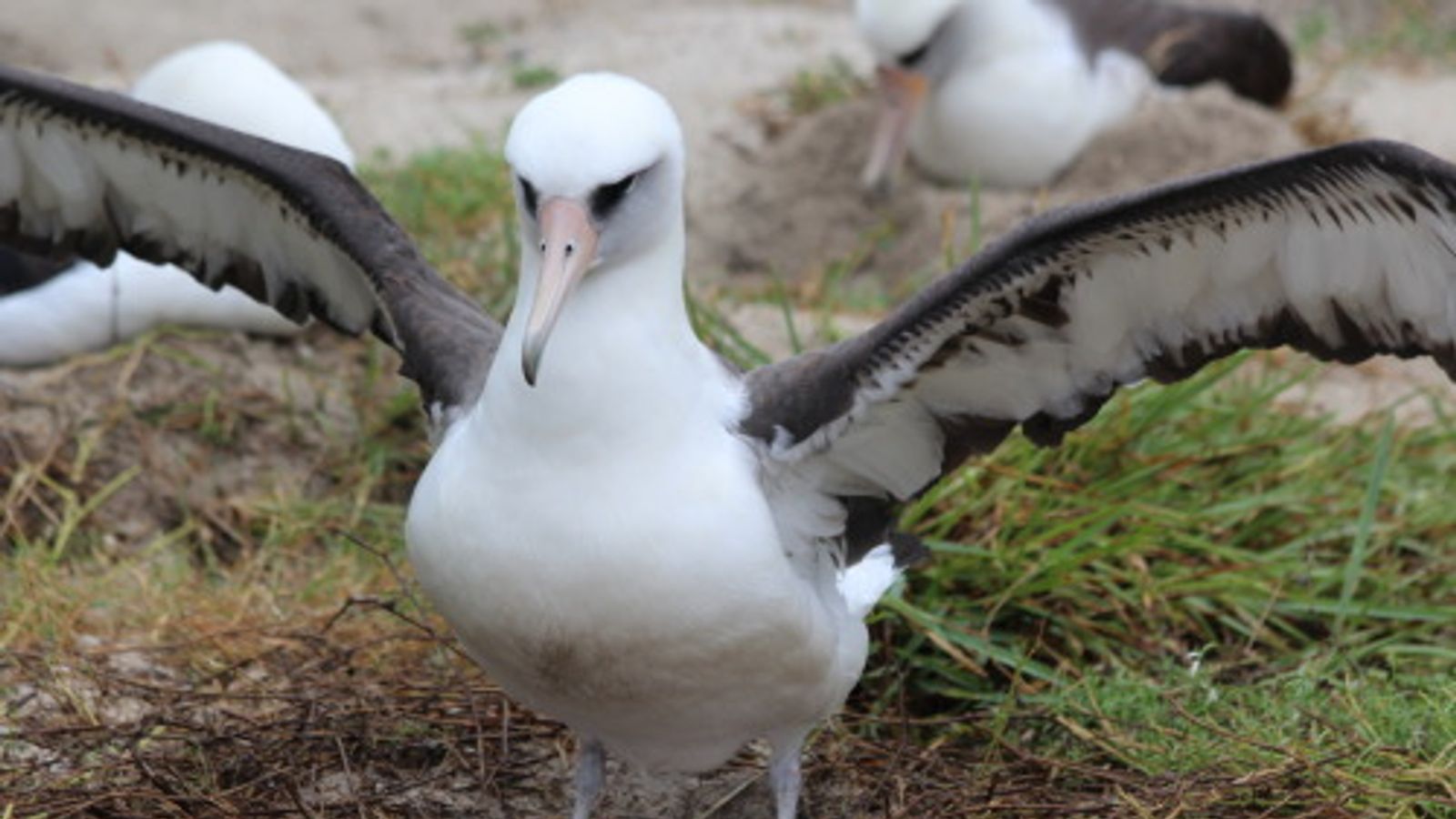 Wisdom The Albatross: World's Oldest Known Bird Lays Another Egg ...