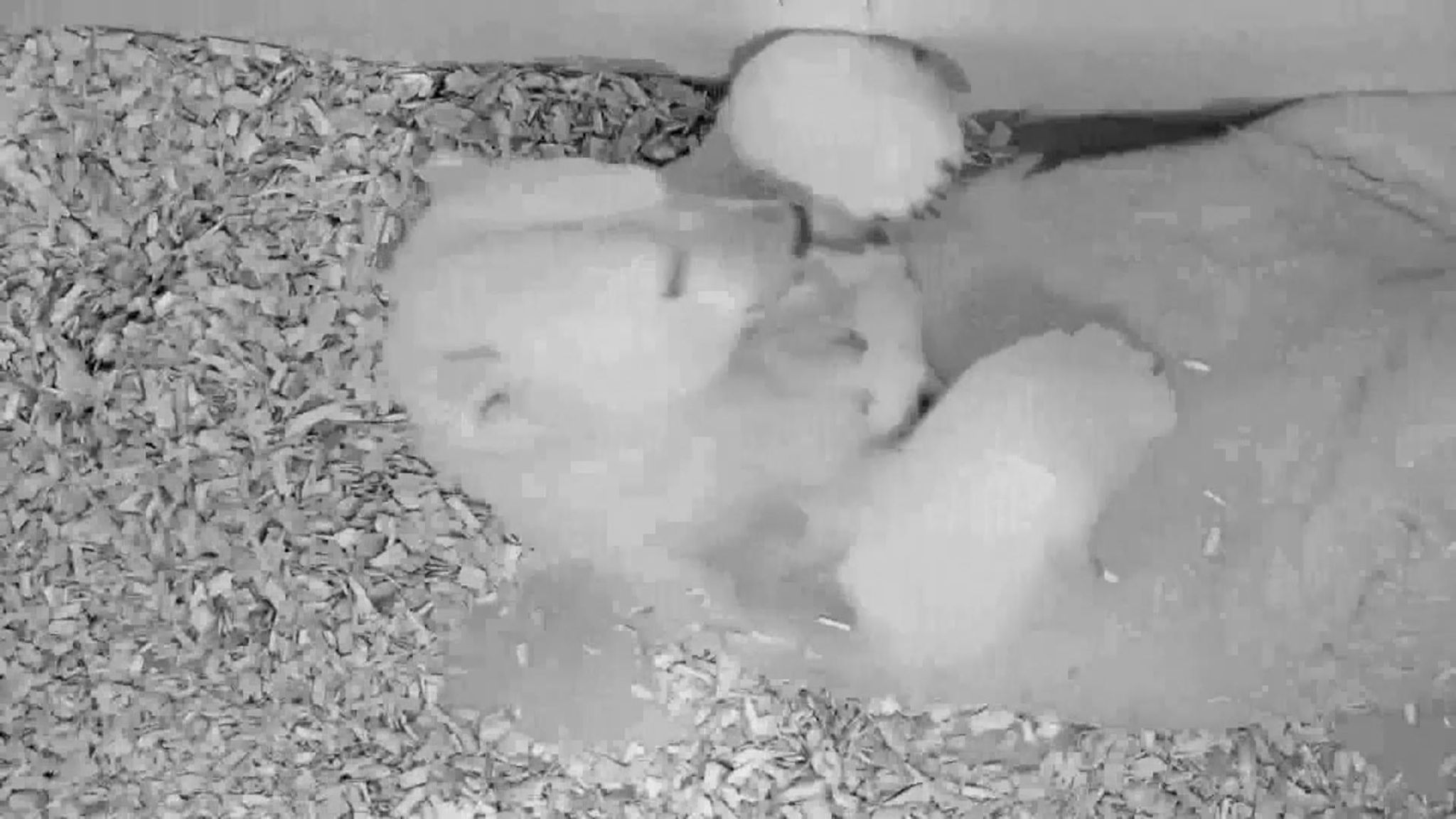 Polar bear who lost two babies gives birth to very cute son at Berlin