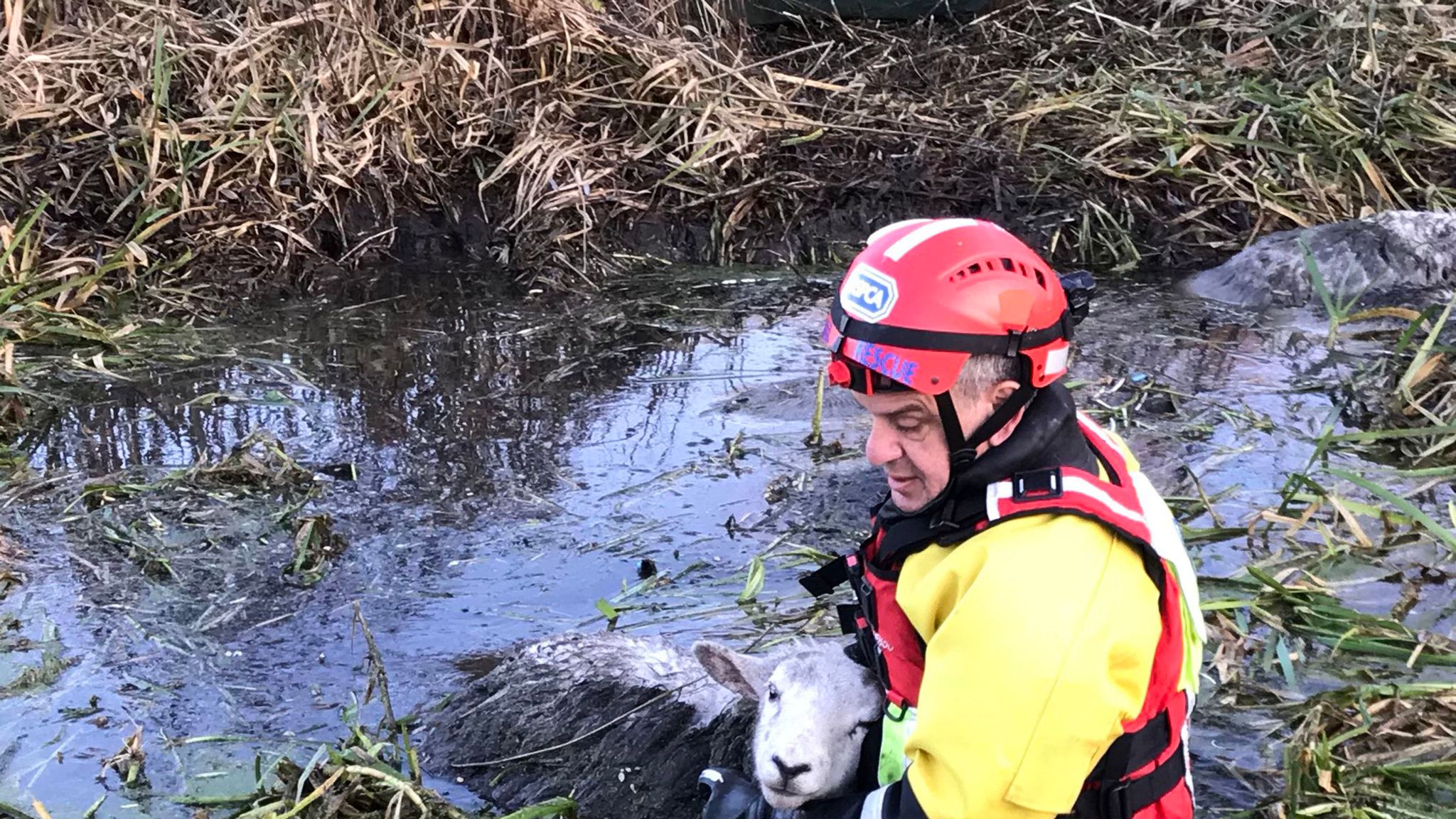 Nine drowning sheep rescued from deep icy river in Hertfordshire UK