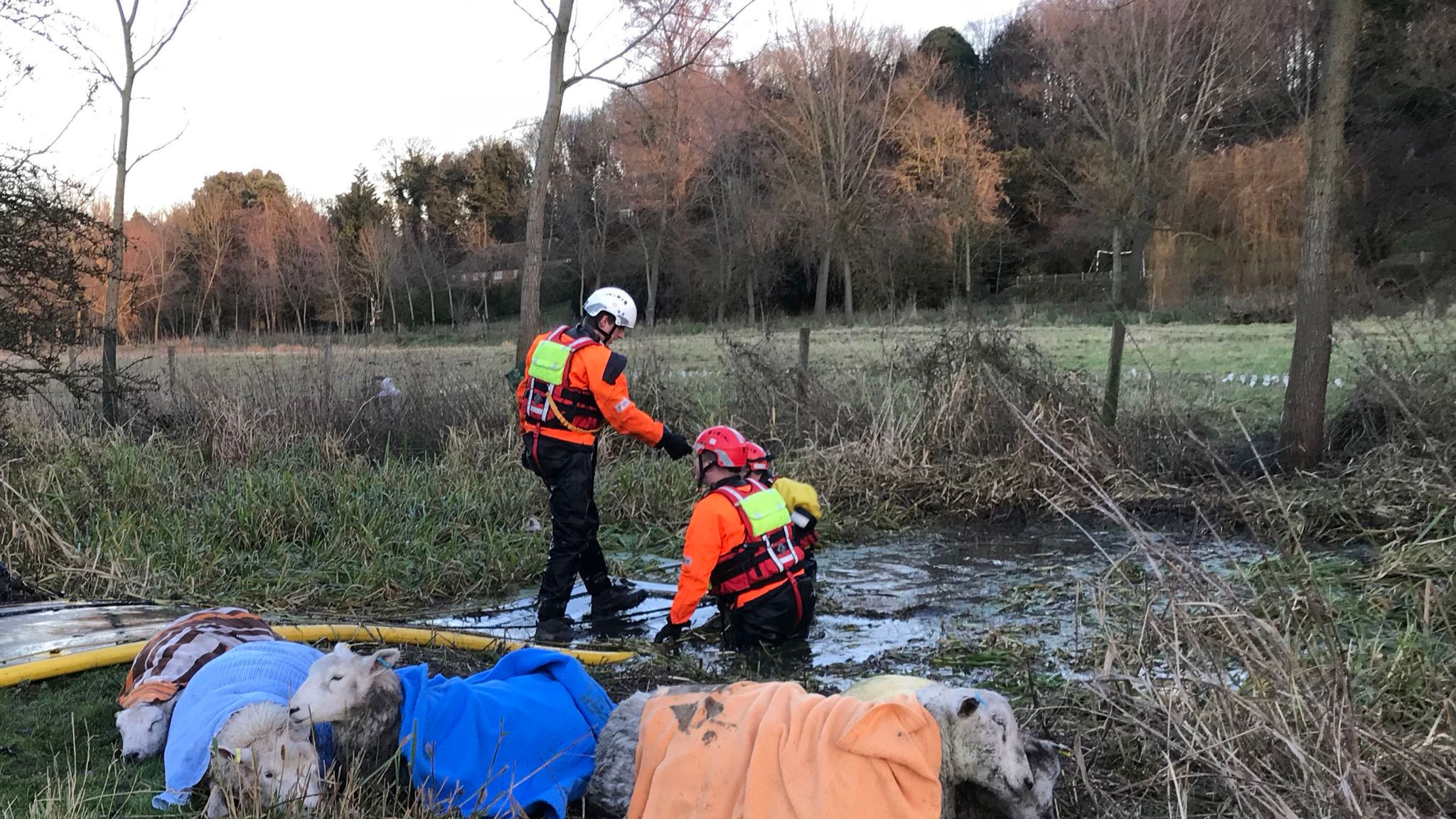 Nine drowning sheep rescued from deep icy river in Hertfordshire UK