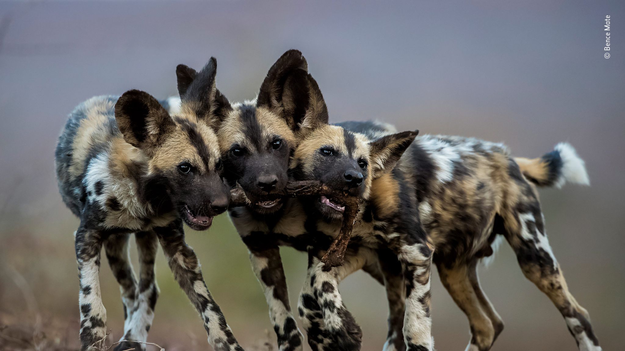 Which is the best wildlife photo of 2018? | Ents & Arts News | Sky News