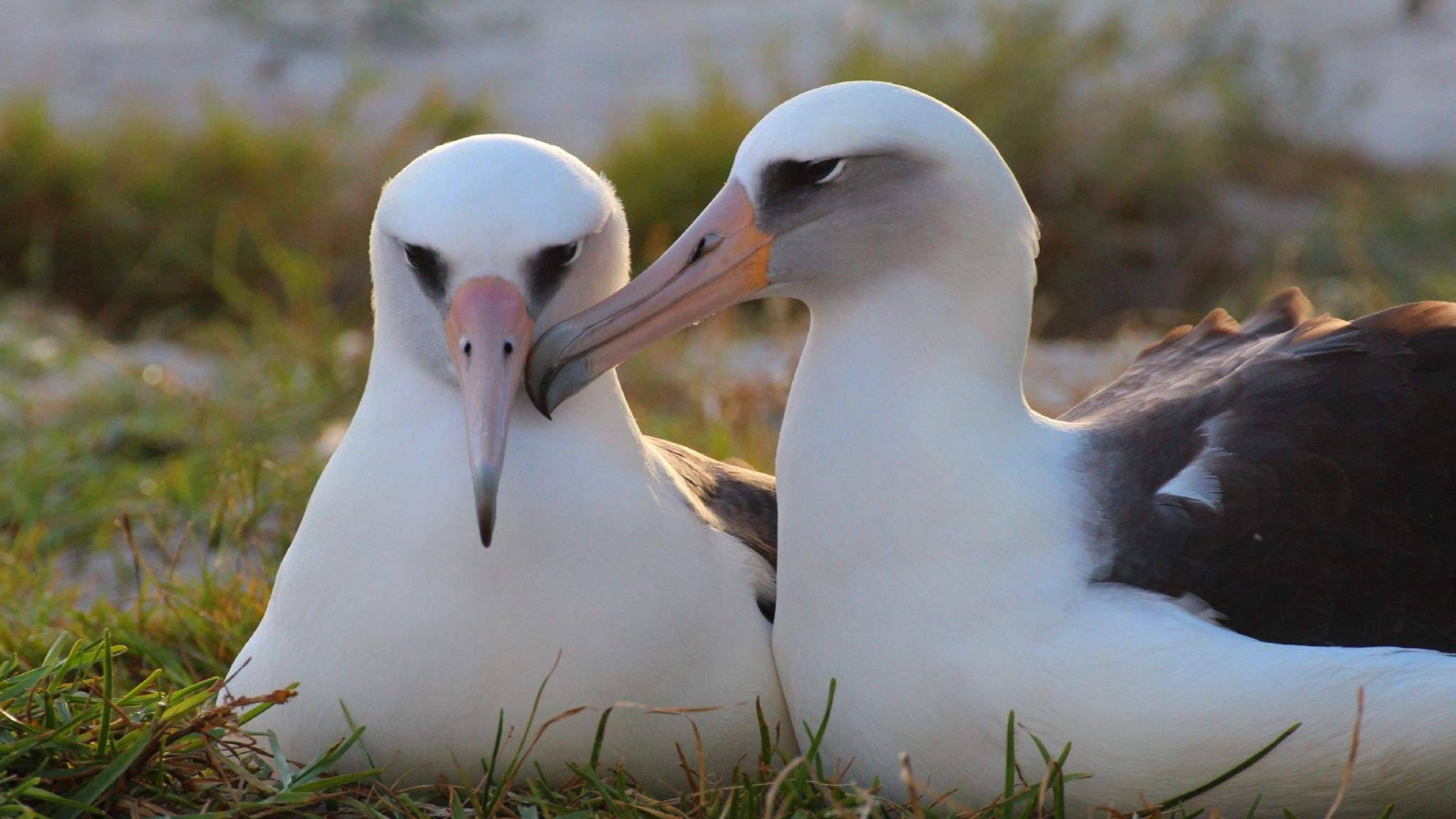 Wisdom The Albatross: World's Oldest Known Bird Lays Another Egg ...