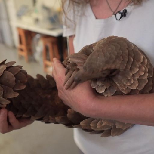 More than 27 tonnes of pangolins and their scales seized from