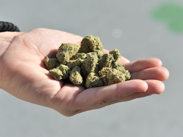 A woman holds a handful of marijuana flower buds. File pic