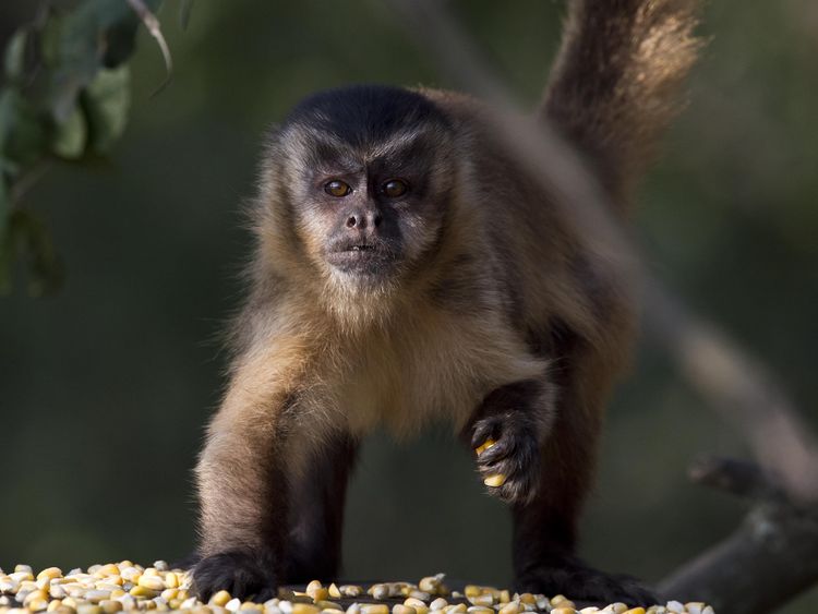 Brown's daughter was pictured with a capuchin monkey. File pic