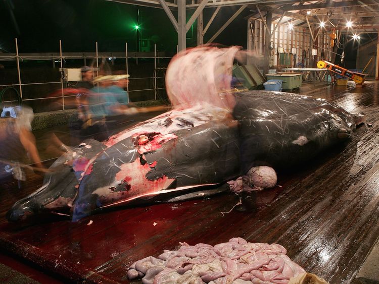 Japanese whalers clean and cut meat from a recent catch at Wada Port on July 29, 2005 in Chiba, Japan