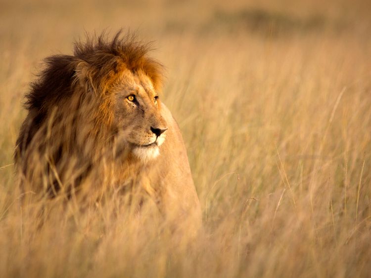 The lion was shot dead after the person was killed. File pic