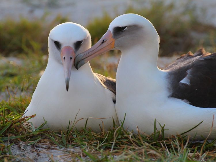 Wisdom and her mate Akeakamai on their nest in previous years. Pic: Kiah Walker/USFWS Volunteer