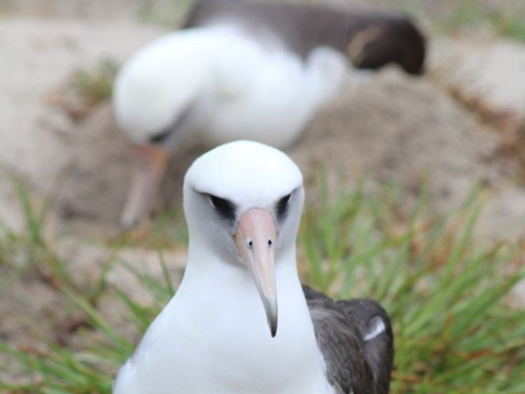Wisdom and her egg on Midway Atoll in 2018. Pic: Madalyn Riley/USFWS